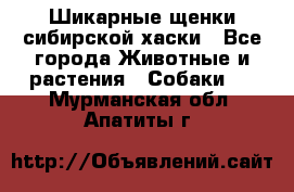 Шикарные щенки сибирской хаски - Все города Животные и растения » Собаки   . Мурманская обл.,Апатиты г.